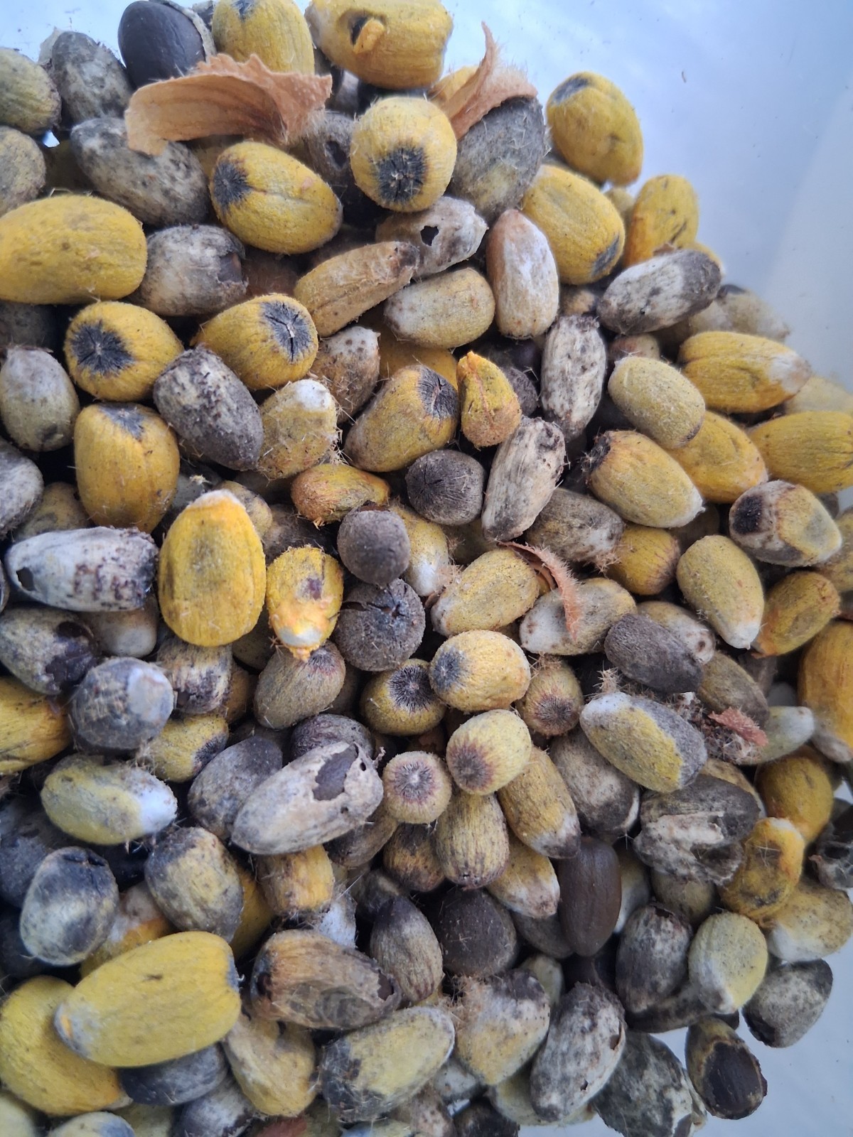 Fresh & Rare Brachychiton Discolor seeds