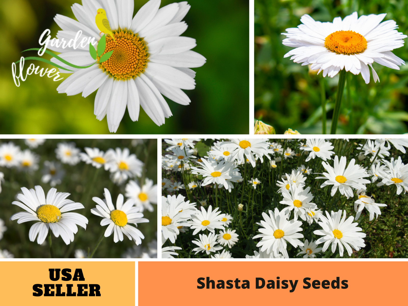 100 Seeds| Shasta Daisy Seeds #N009