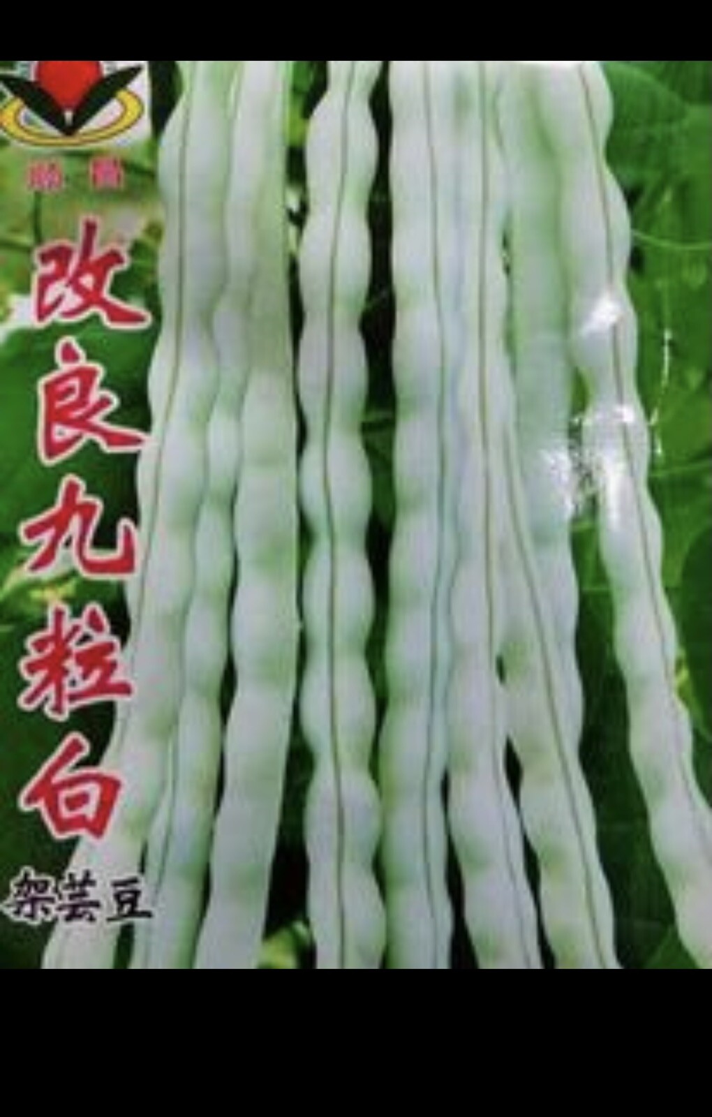 120 BAI BU LAO Chinese Romano Pole Bean Seeds 九粒白 白不老 架芸豆 USA FreeShip