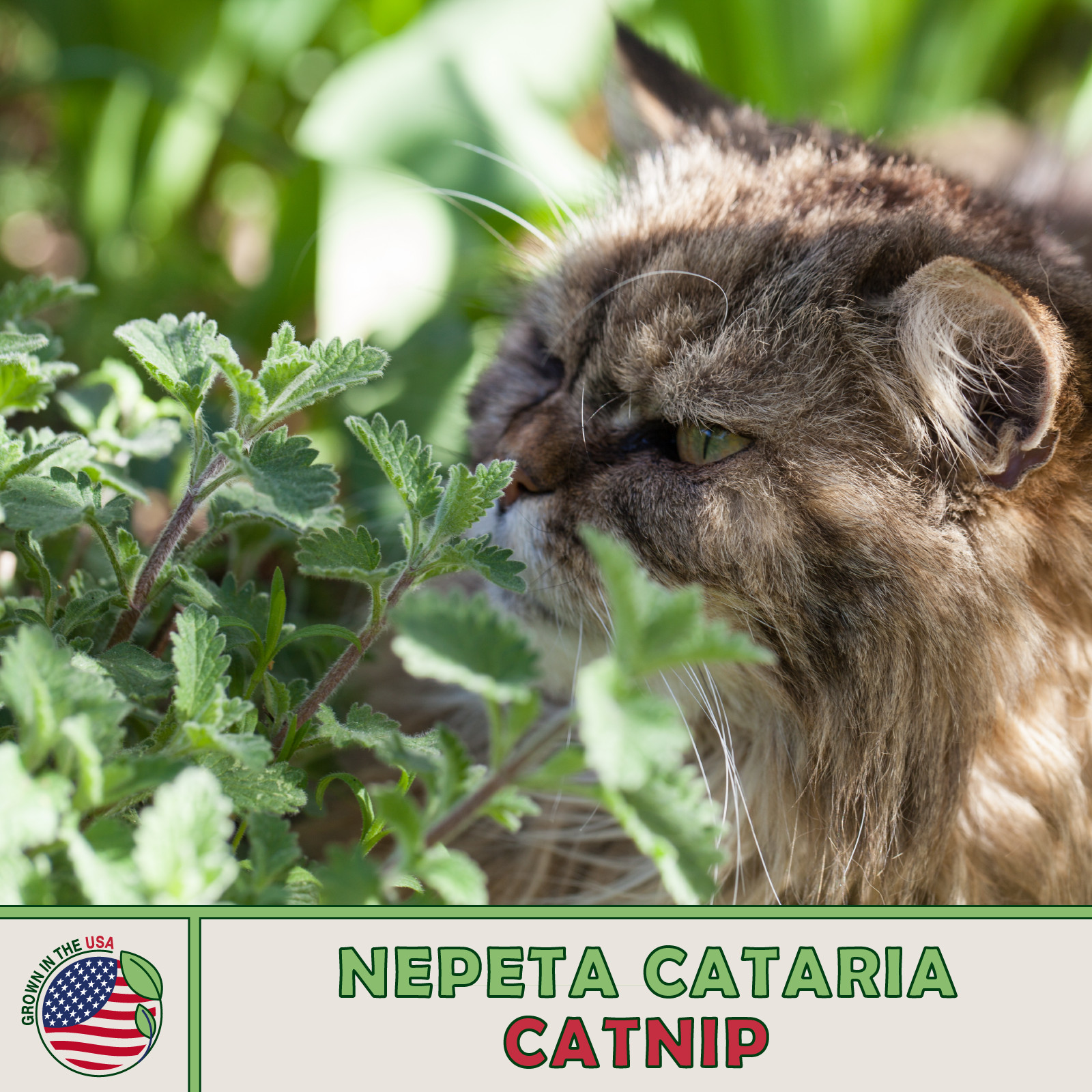 500 Catnip Seeds, Nepeta cataria, Herb, Pollinator Attractor, Kitty’s Favorite!