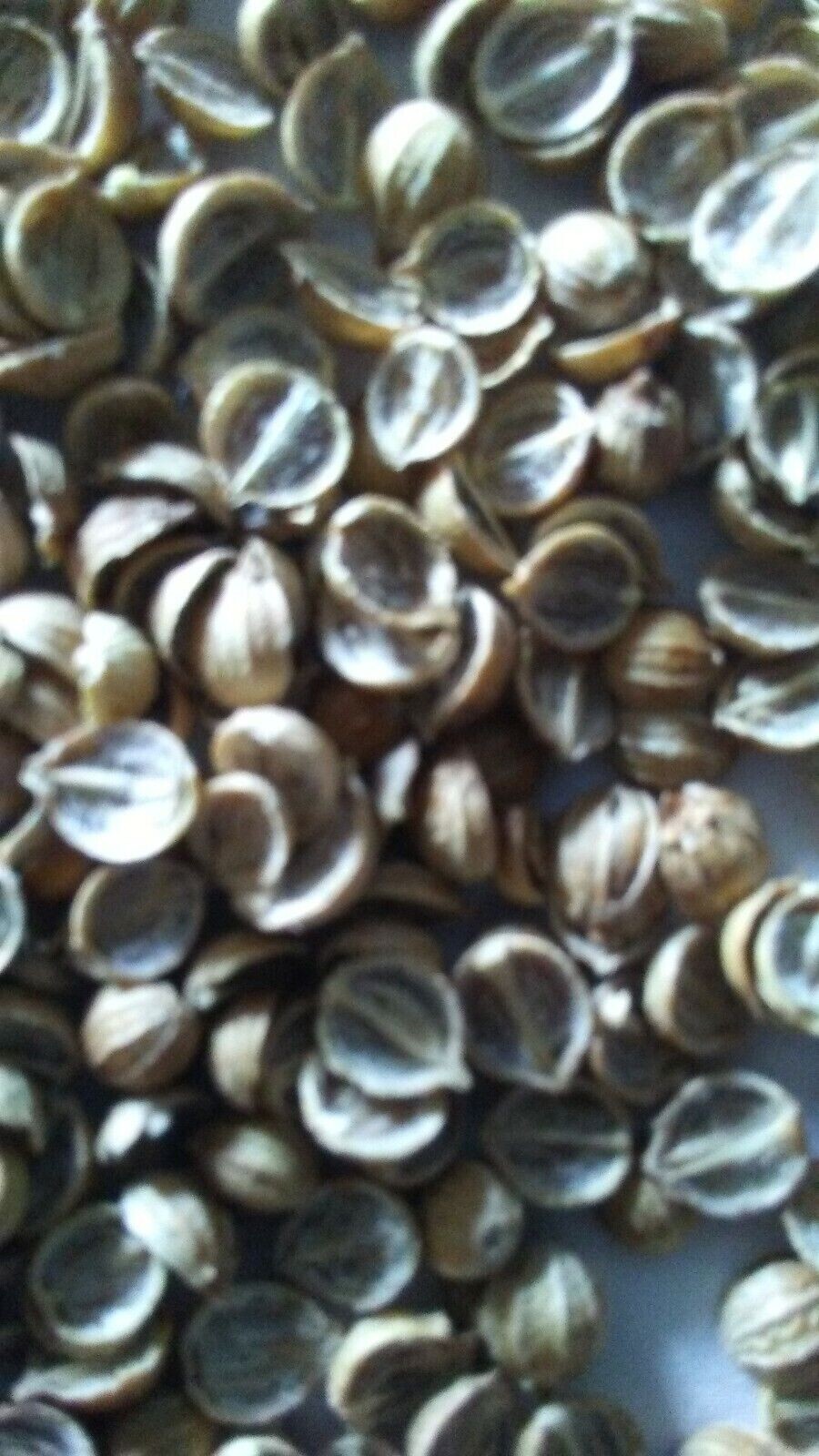 Cilantro Seeds | Leisure Splits | NON-GMO, Fresh Garden Seeds, Ngò Rí , for 2024