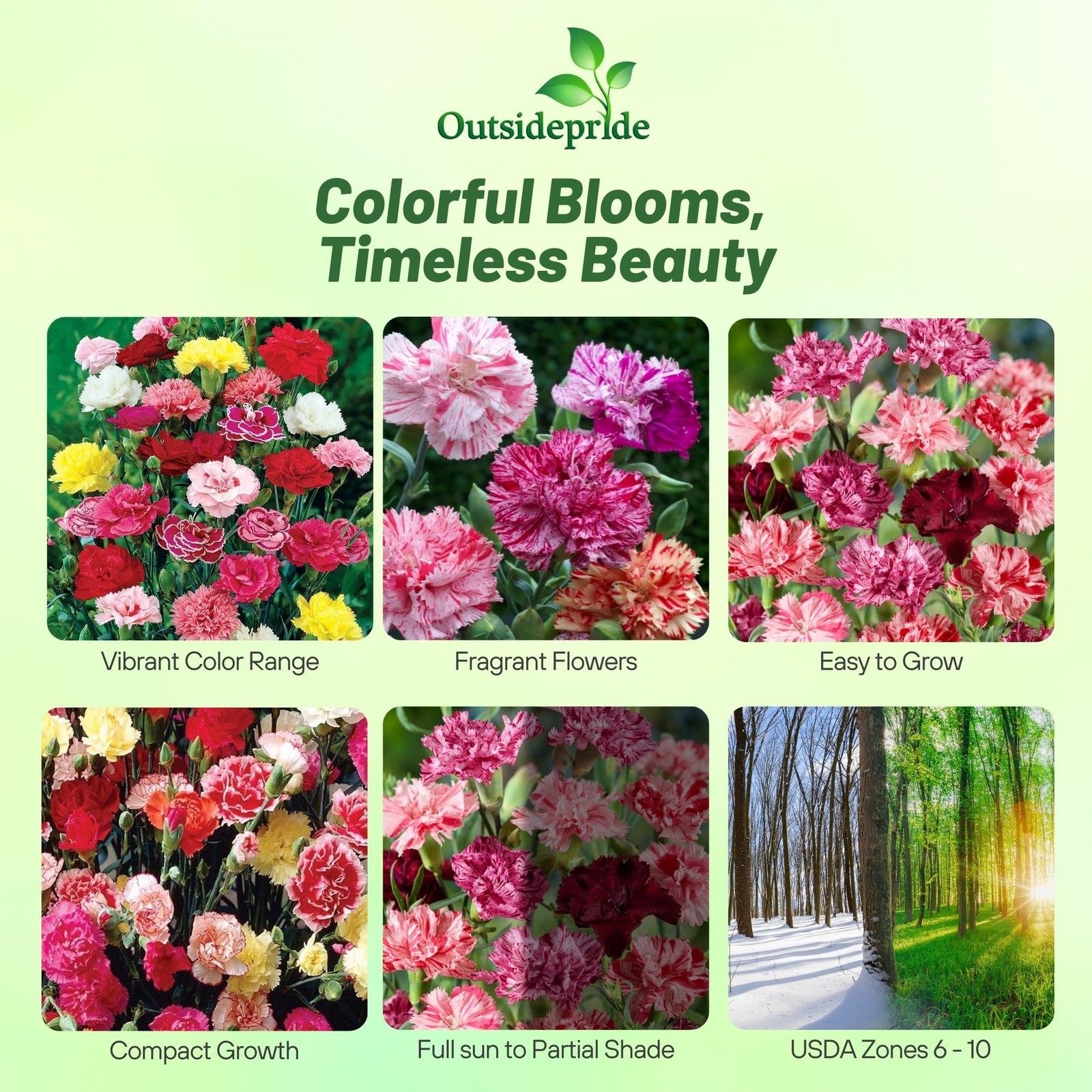 2000 Seeds Carnation Seed – Dianthus Caryophyllus Chabaud Picotee Flower