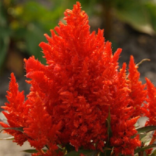 Scarlet Plume Celosia 25 Seeds Heirloom Non-GMO Grows Everywhere w/Free Shipping