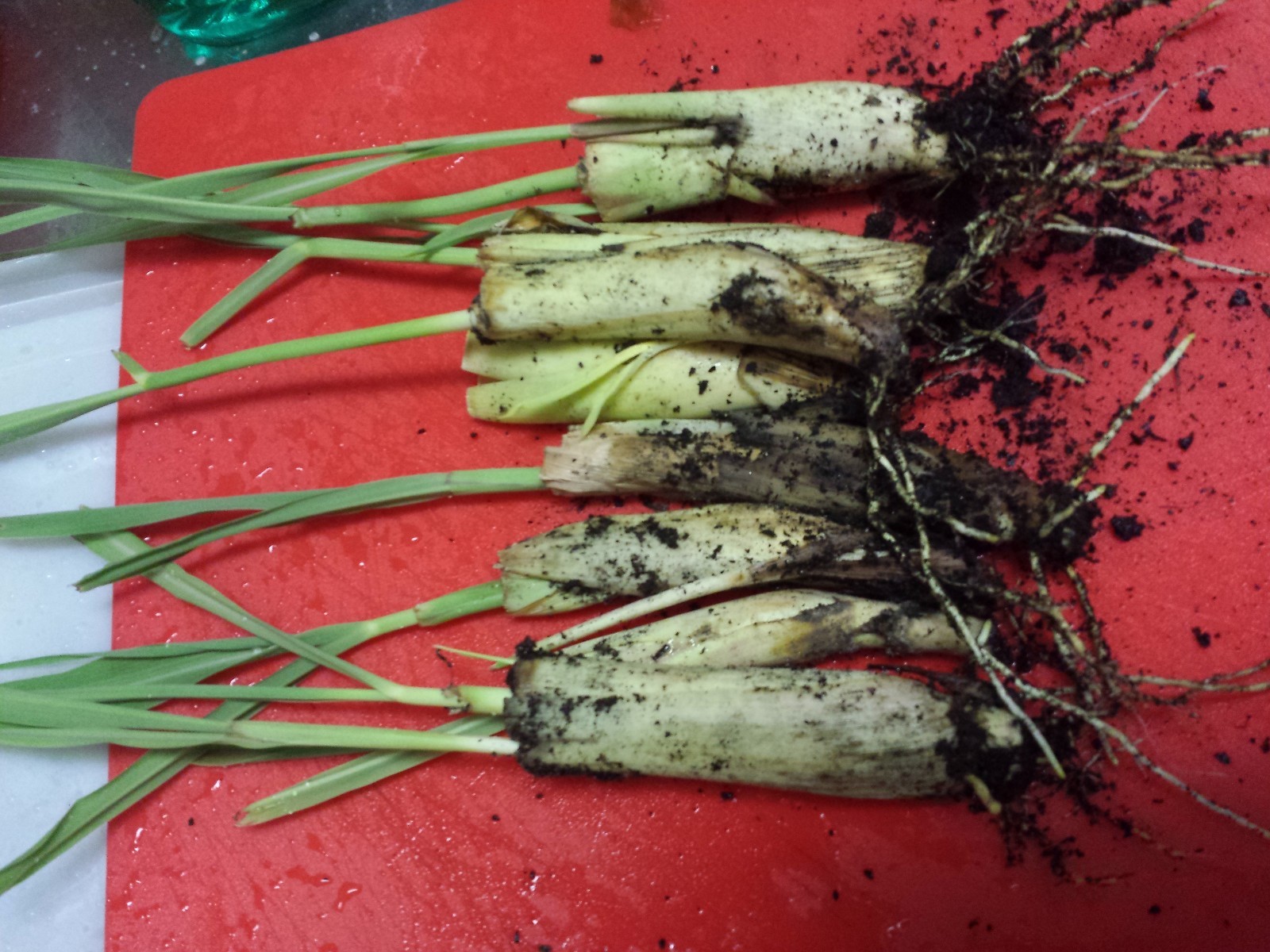 10 LIVE Lemongrass starter Plugs Stalk EZGROW Insect & reptile repellent FREE SH