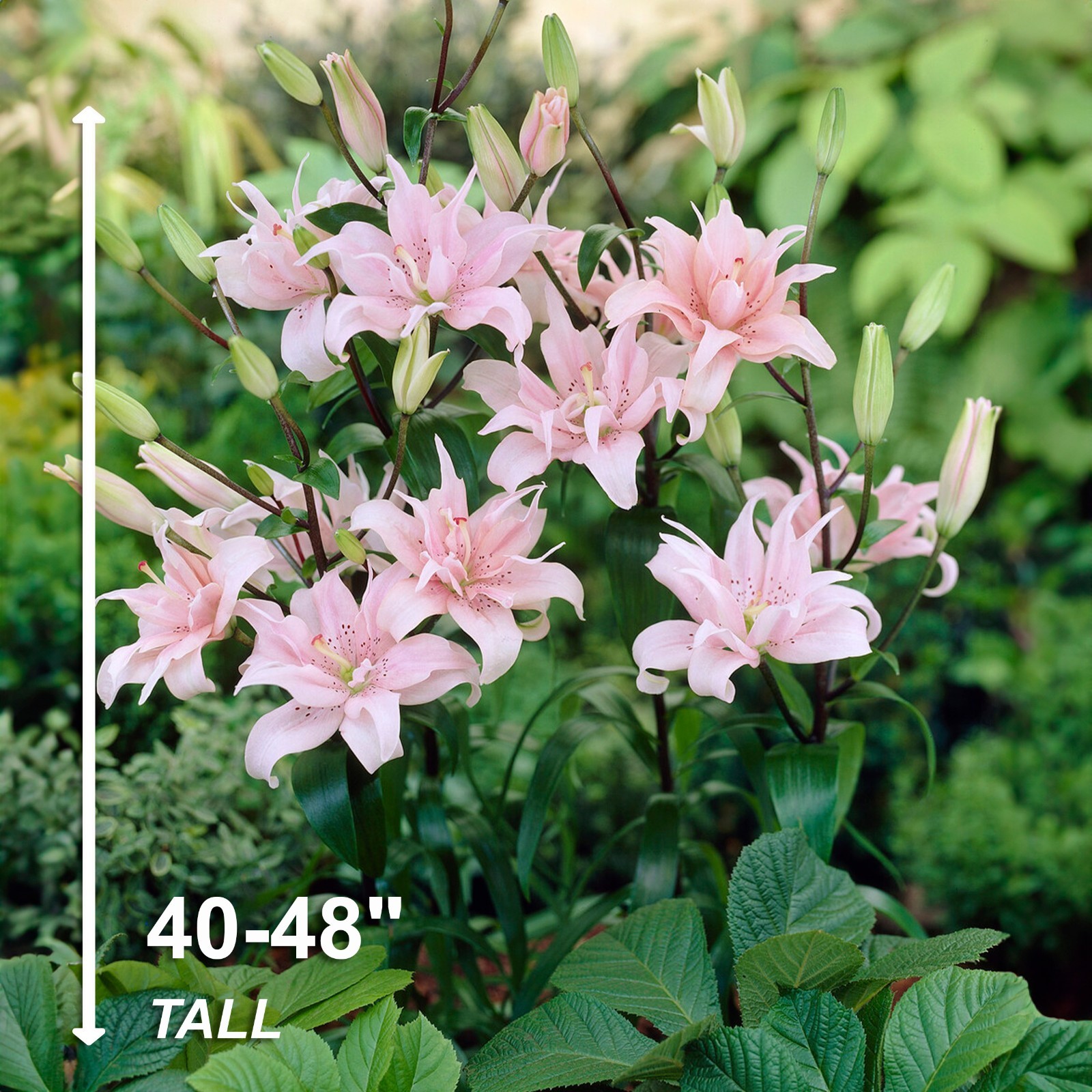 Garden State Bulb Double Elodie Asiatic Lily Flower Bulbs, 14/16cm, Spring