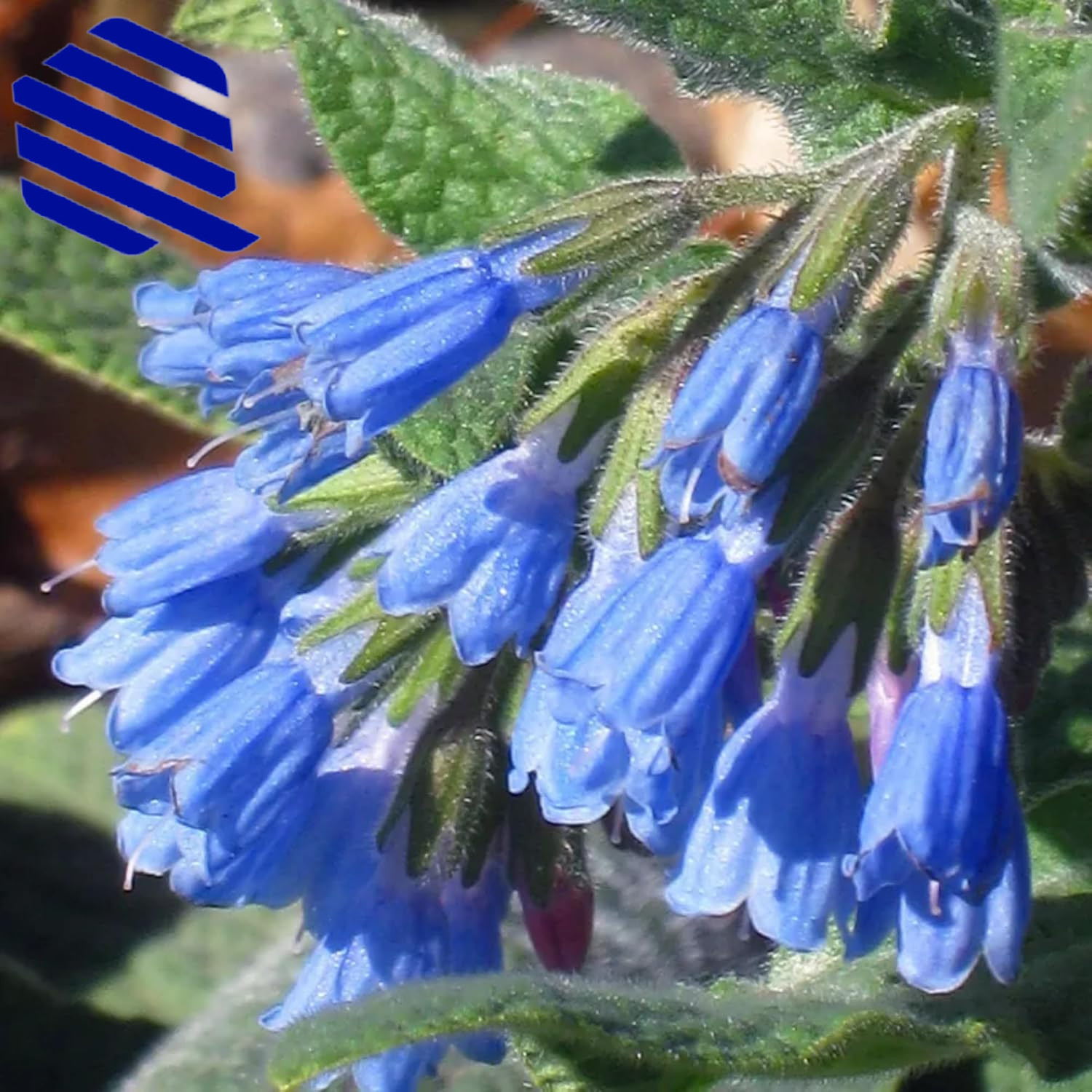 80 Symphytum Officinale Comfrey Seeds Non-Gmo Heirloom Fresh Garden Seeds