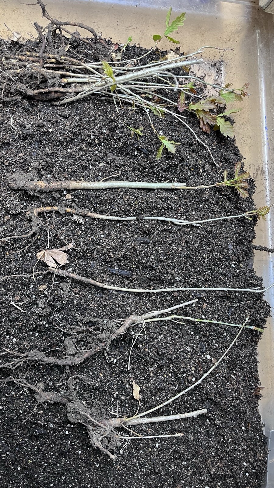 Quercus robur Fastigiata , Columnar English Oak, 1-2 year old, bare root