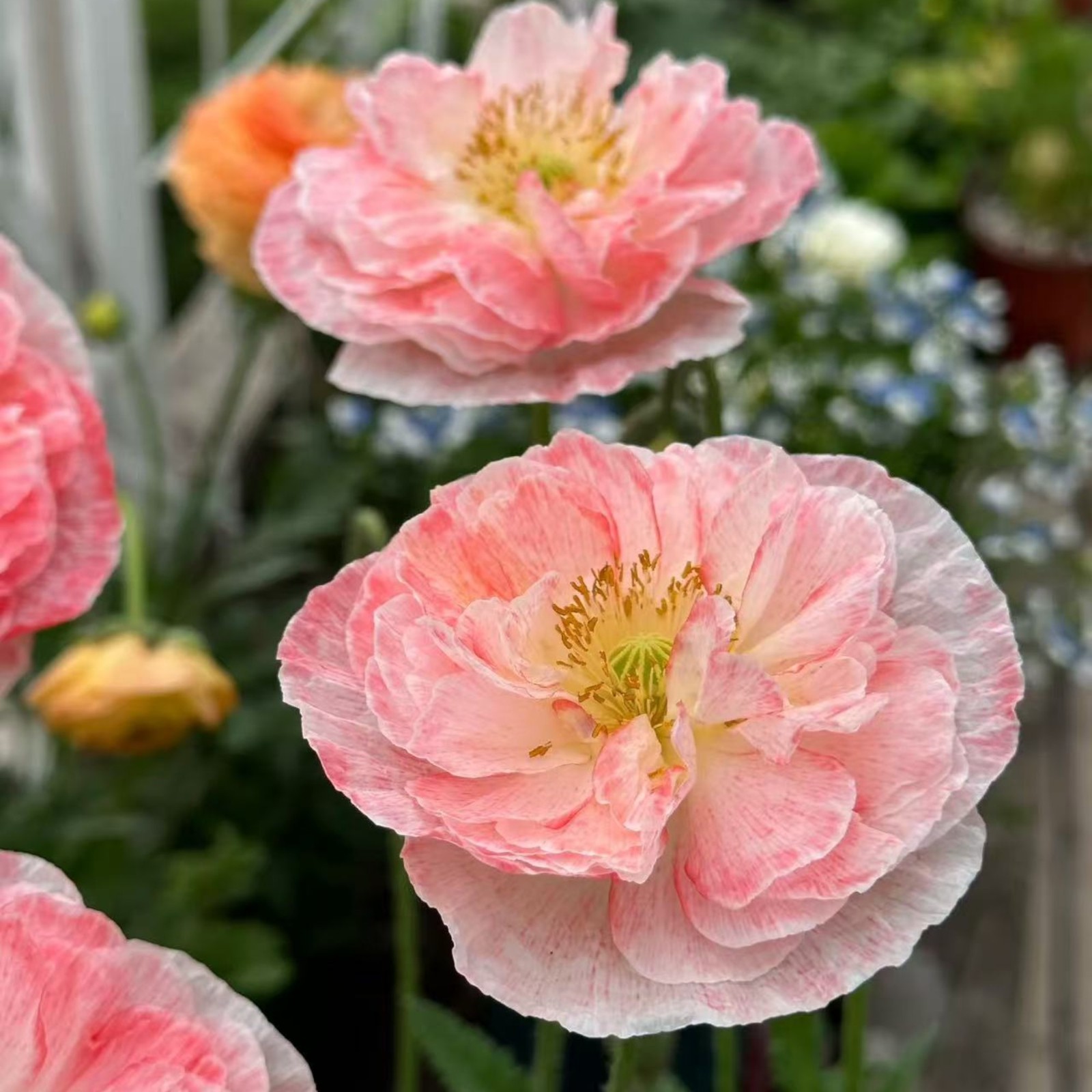 1000 Double Light Pink Poppy Seeds – Heirloom Papaver Mix for Zones 3–10