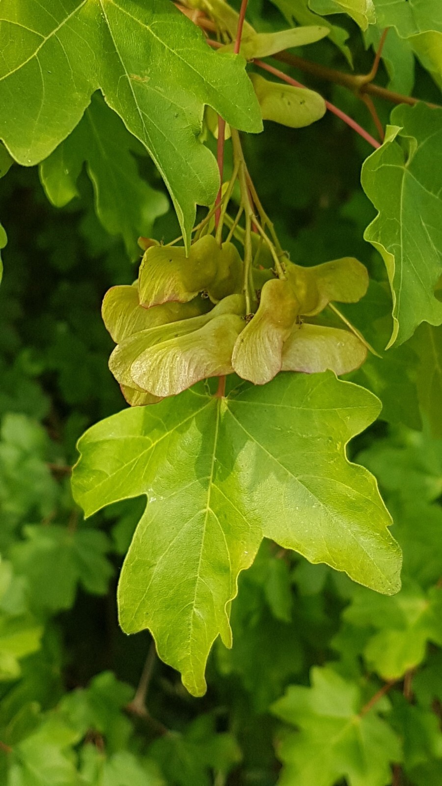 Field Maple Tree | Premium Seeds | Acer campestre ‘Fall’ | Plants’®