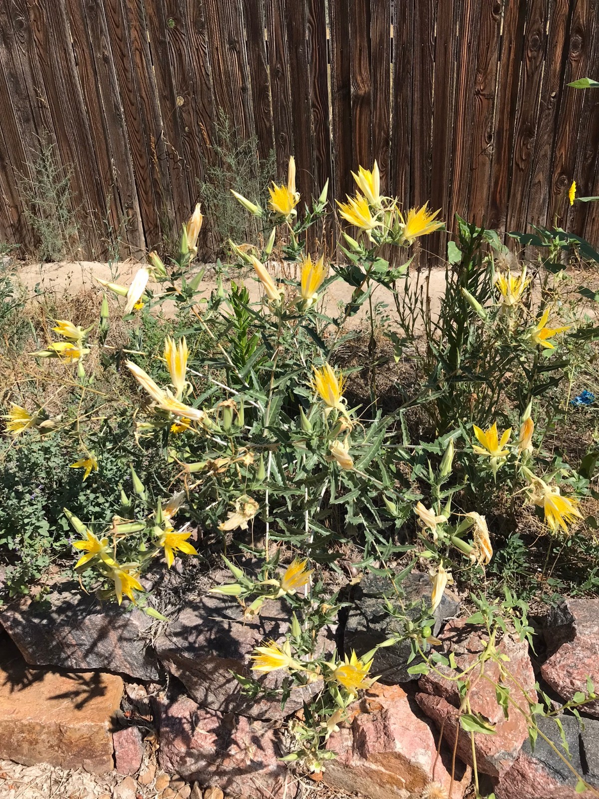 Mentzelia laevicaulis, Giant Blazingstar Biennial Wildflower Plant Seeds