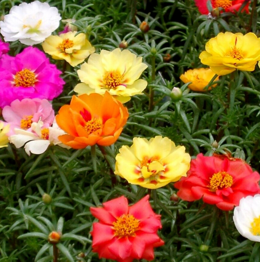 MOSS ROSE FLOWER SEEDS 1000+ portulaca DOUBLE mix ANNUAL garden SUCCULENT