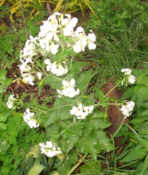 30 WHITE FLOWERED MONEY PLANT SEEDS ( LUNARIA ANNUA )