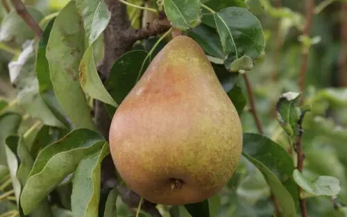25+ Doyenne du Comice Pear Seeds for Garden Planting – USA – FREE SHIPPING!