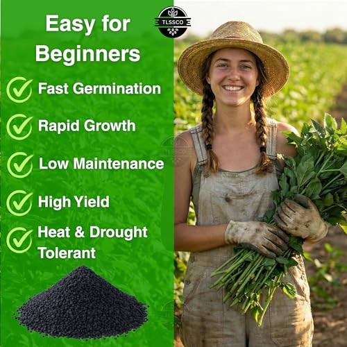 3000+ USA Premium Egyptian Spinach Seeds (Molokhia), Non-GMO Seeds, Fast