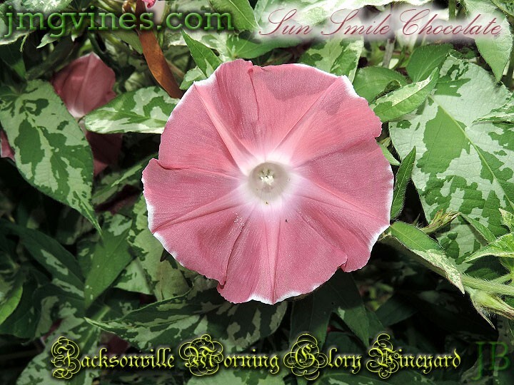 Sun Smile Chocolate Japanese Morning Glory 6 Seeds