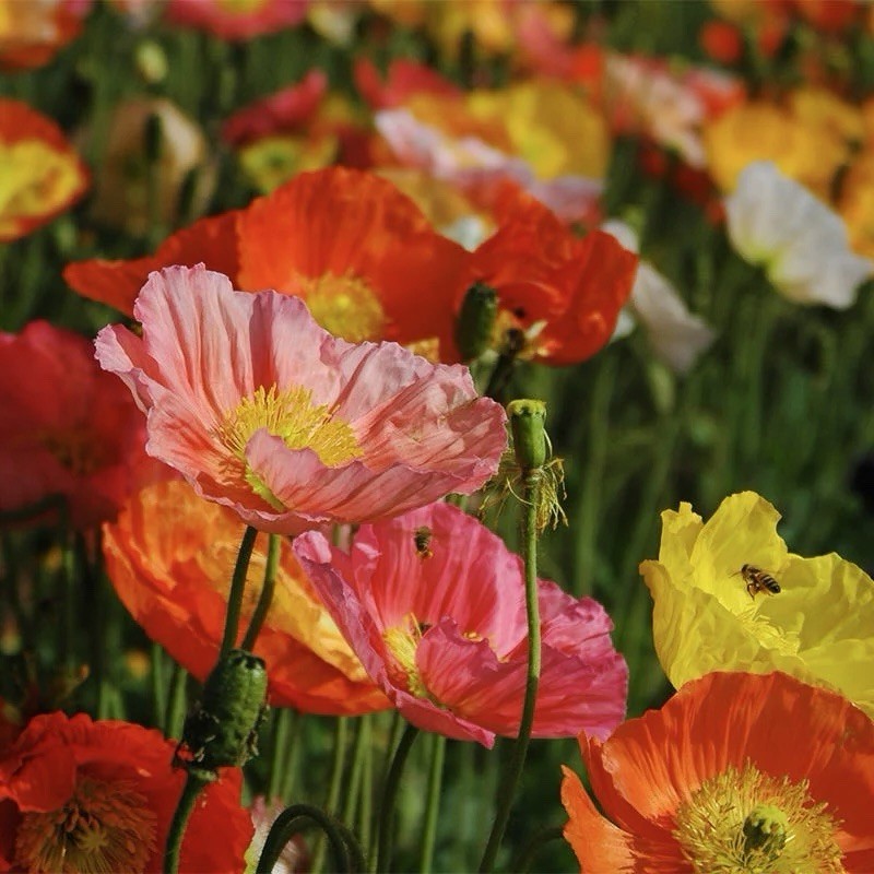 500+ ICELAND POPPY SEEDS | perennial FLOWER orange YELLOW white – Heirloom