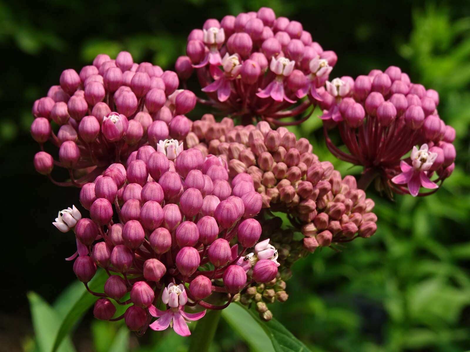 Swamp Red Milkweed Asclepias incarnata Native Perennial 100 seeds 2023 Monarch