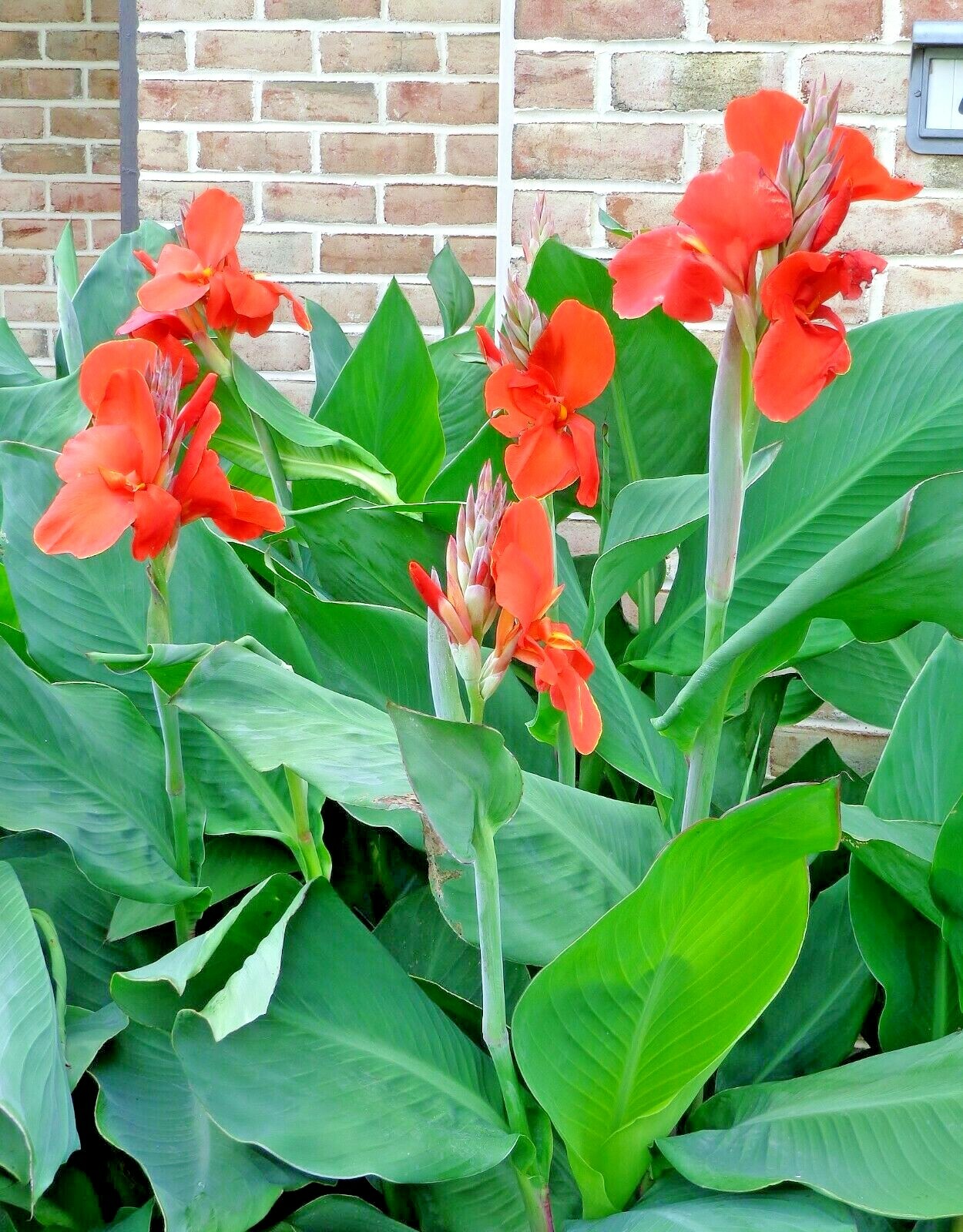 Lot of 5 Canna Lily Bulbs – Red Petals with Green Foliage