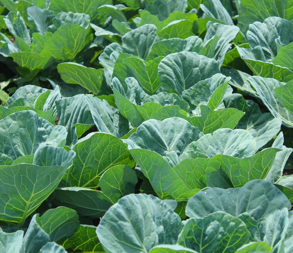 Georgia Southern Collard Seeds | Heirloom | non-GMO | Fresh Garden Seeds