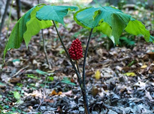 30 Wild American Ginseng Seeds for Planting – Panax quinquefolius