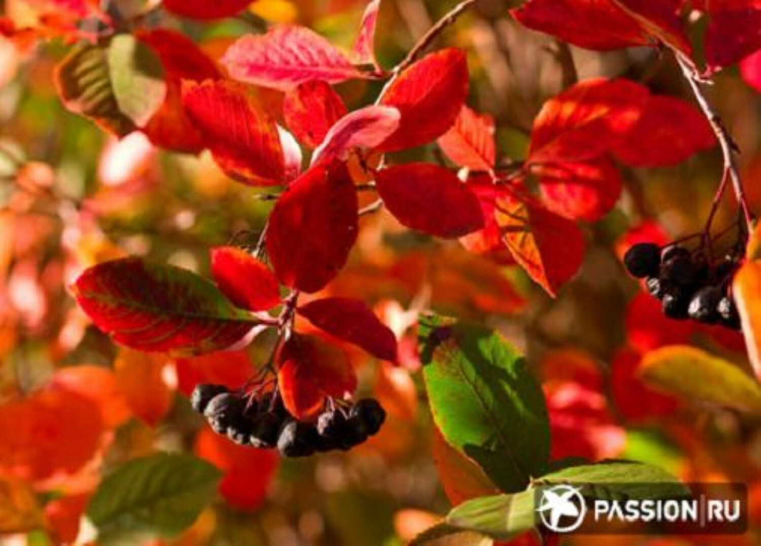 2-3 ft tall Viking Aronia melanocarpa – Black chokeberry, plant potted