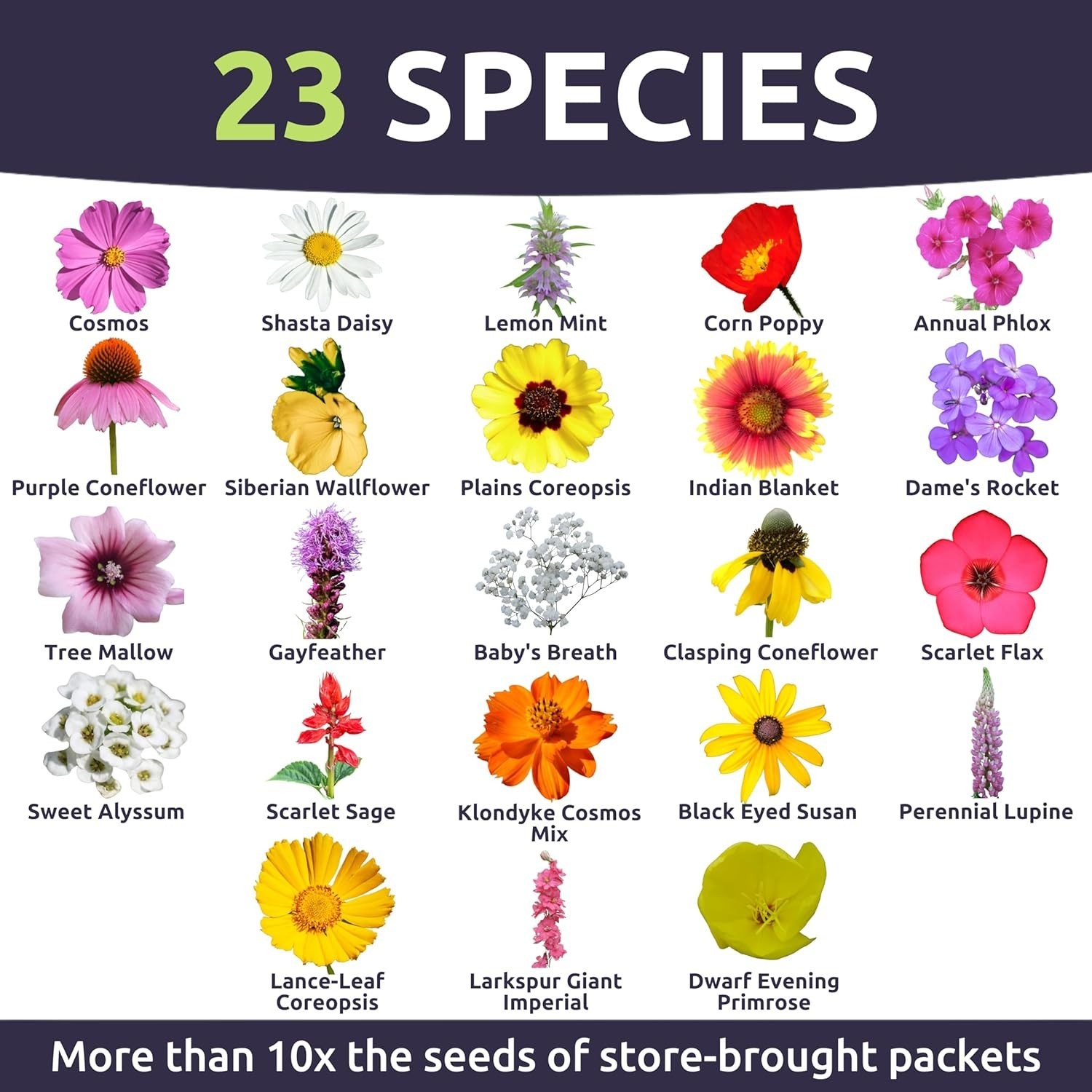 Southeast Regional Mix – Large 1 Ounce Packet – 12,000 Flower Seeds for Plant…