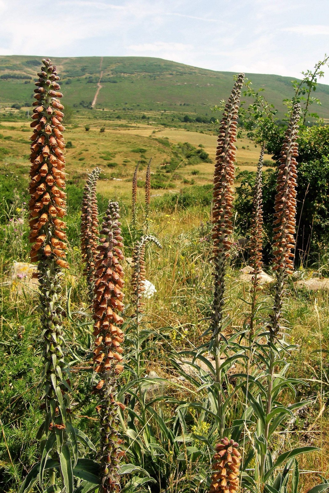 20 MILK CHOCOLATE FOXGLOVE Spanish Digitalis Parviflora Red Brown Flower Seeds