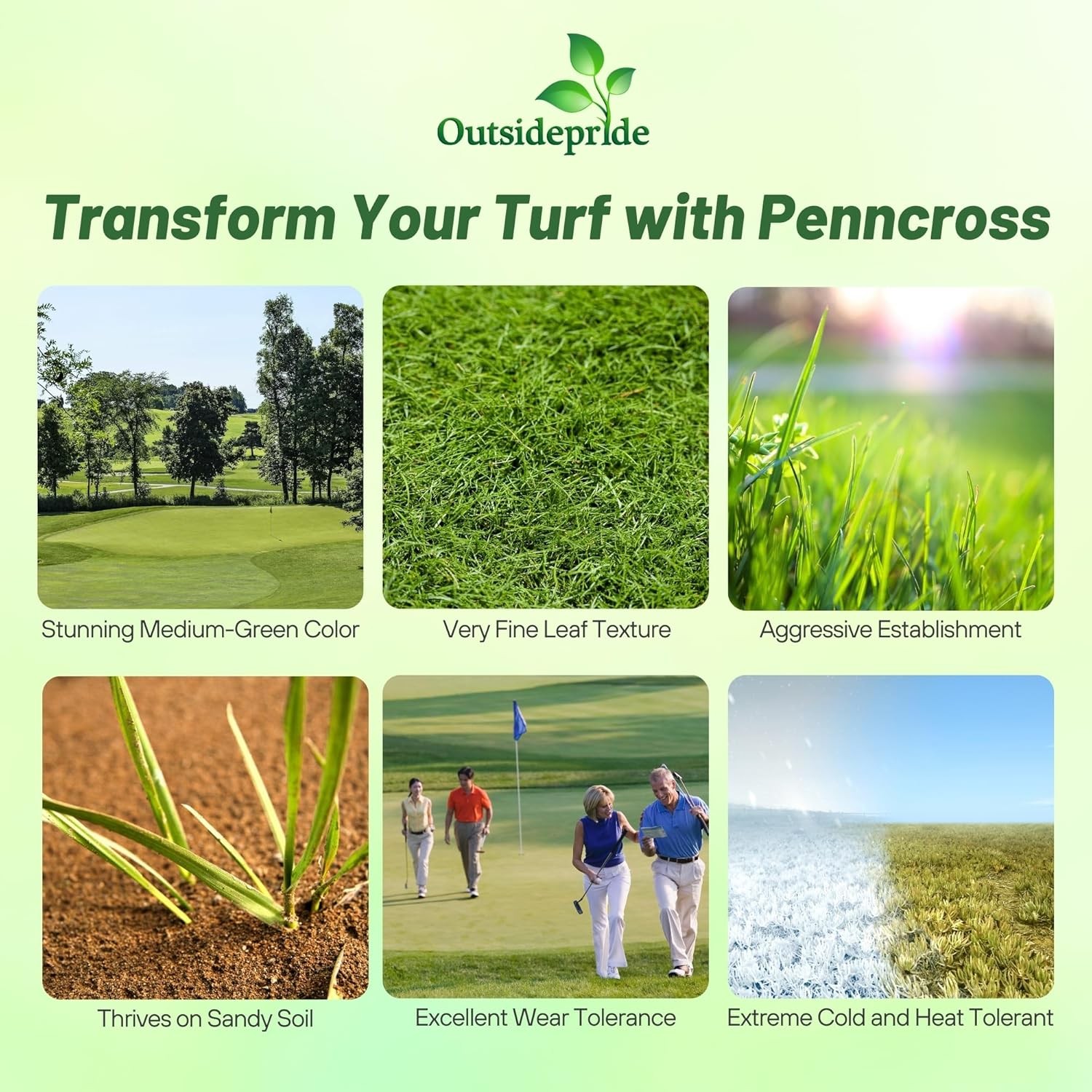 1 LB PC2.0 Penncross Creeping Bent Grass Seed – Putting Green Seed