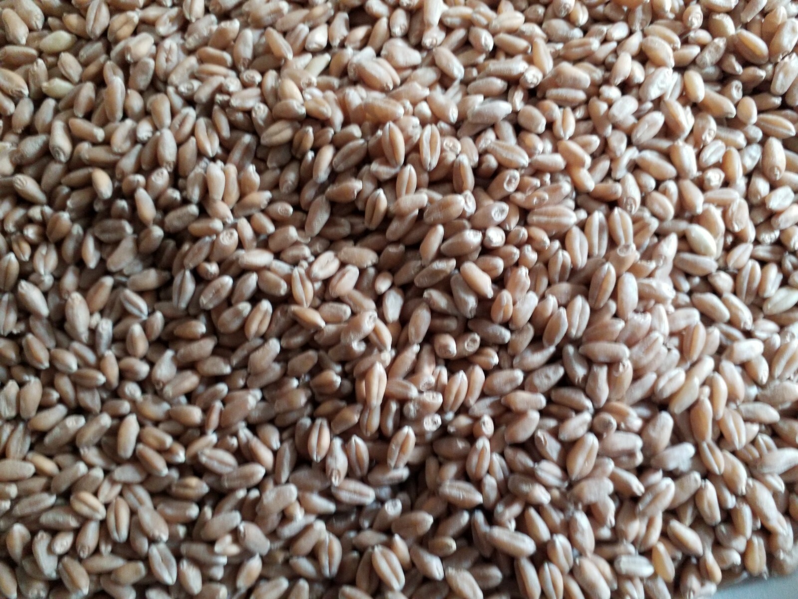 1 Lb (16 ounces) Semillas de Trigo Orgánicas/Organic Wheatgrass Seeds