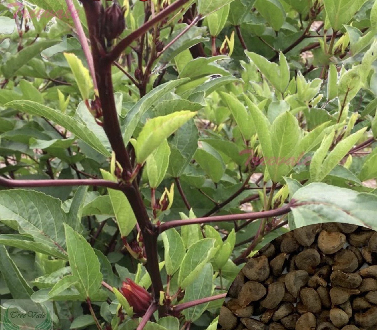 Roselle Hibiscus Edible Seeds Bulk, Easy Grow, Tropical, Full Sun, Summer/Fall