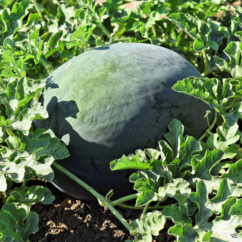 Sugar Baby Watermelon Seeds, NON-GMO, Icebox Watermelon, Compact, FREE SHIPPING