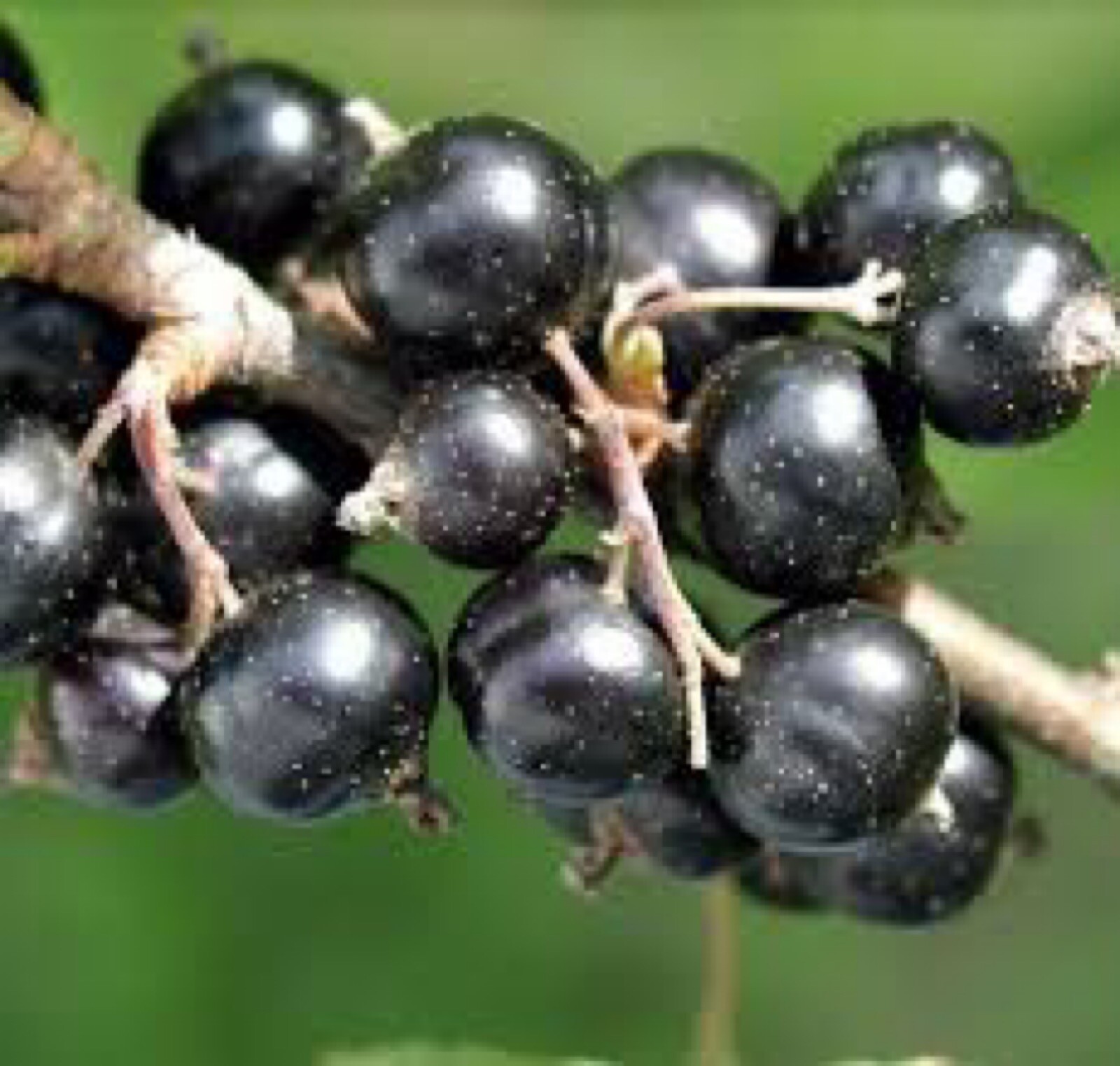 Boskoop Giant Black Currant , 1 rooted plant 12-15” tall, 1 year old