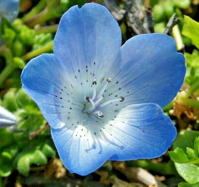 1000 BABY BLUE EYES SEEDS FLOWERS GROUNDCOVER DROUGHT TOLERANT WILDFLOWER SPRING