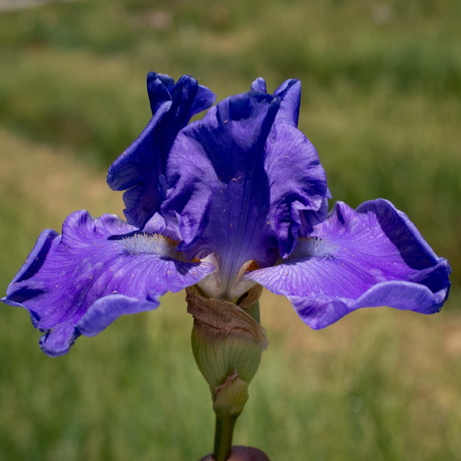**SEA POWER* Tall Bearded Iris. Pre-Order, Fresh Dig, Combined Ship: Jul – Sep