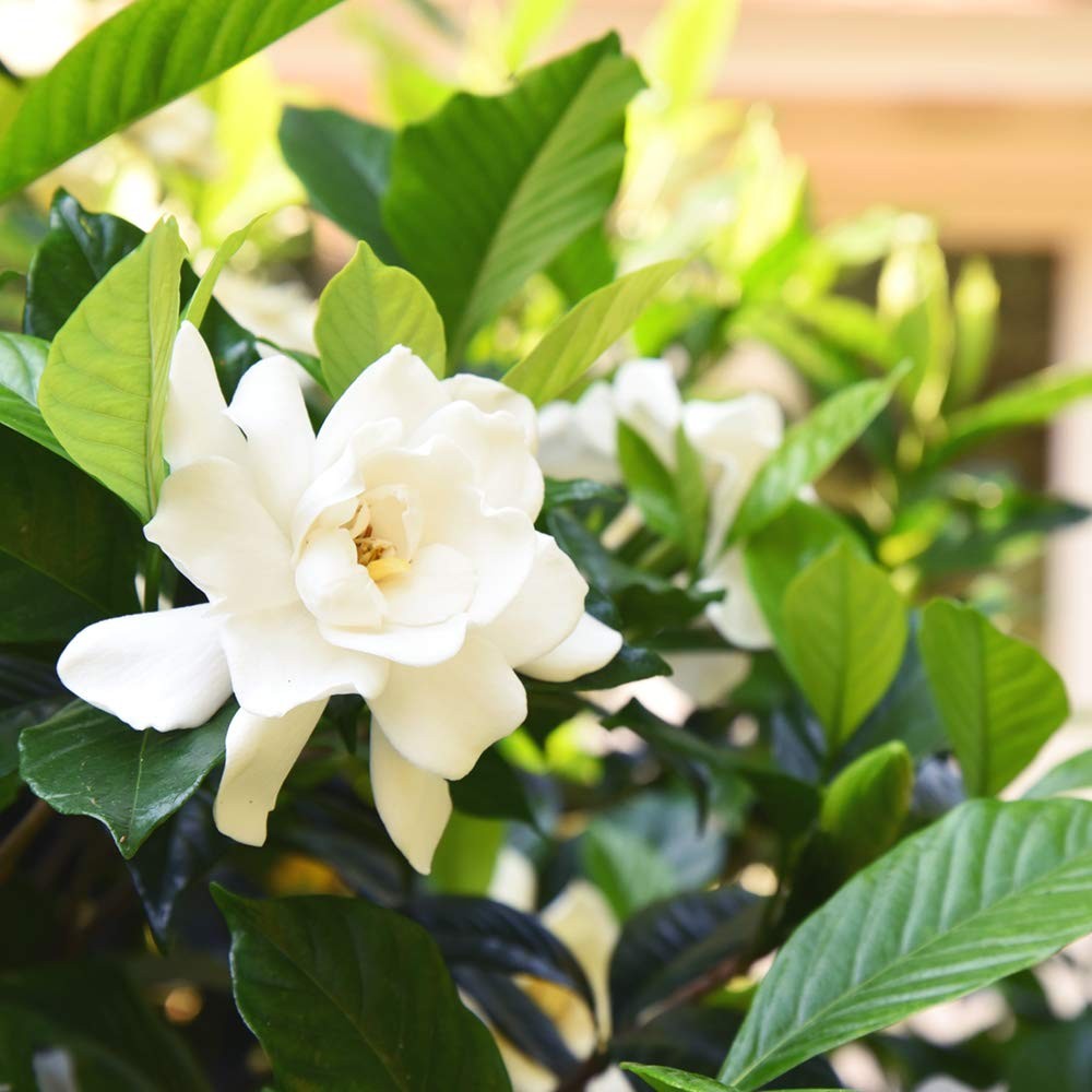Beauty Gardenia Live Plant, 1 Gallon Pot