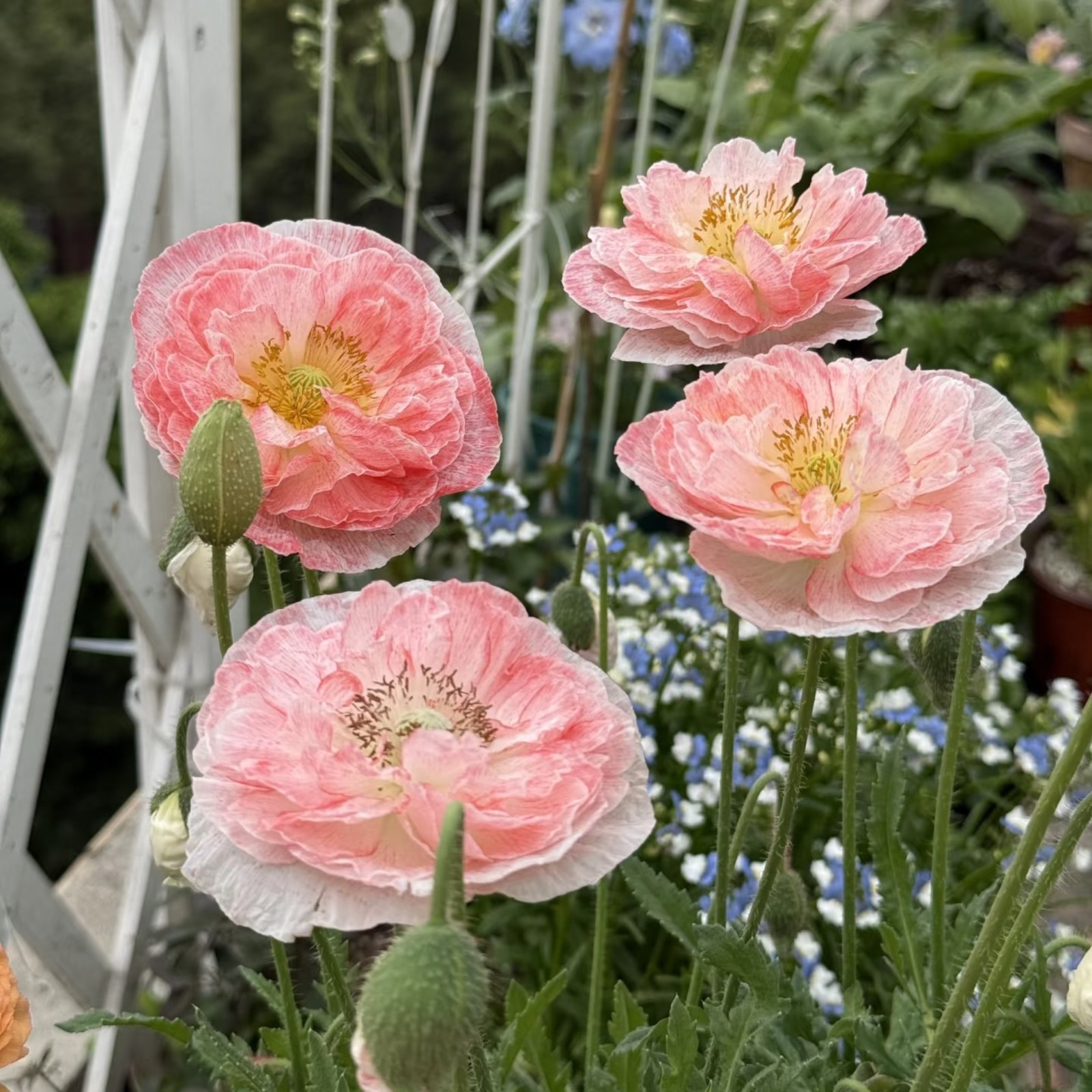 1000 Double Light Pink Poppy Seeds – Heirloom Papaver Mix for Zones 3–10