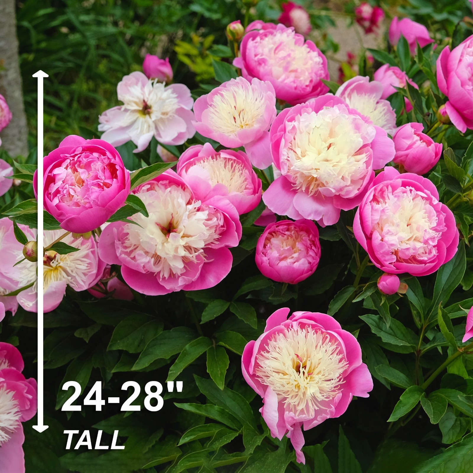 Garden State Bulb Darwin Hybrid Mixed Tulip Flower Bulbs, 12/+ cm, Fall