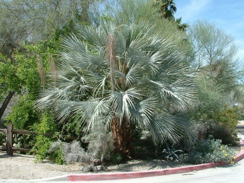 10 Mexican Blue Hesper Palm Seeds Grey Goddess Cold Hardy Tropical