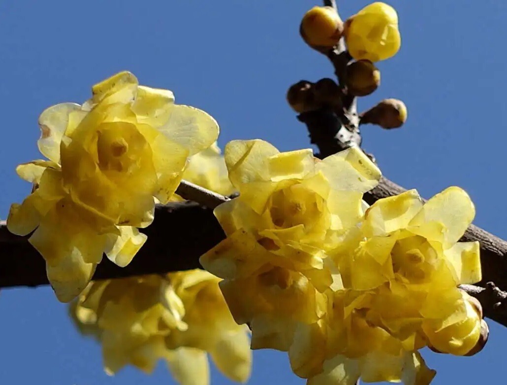 Wintersweet, Chimonanthus praecox Seeds – Lot of 20 (2024)