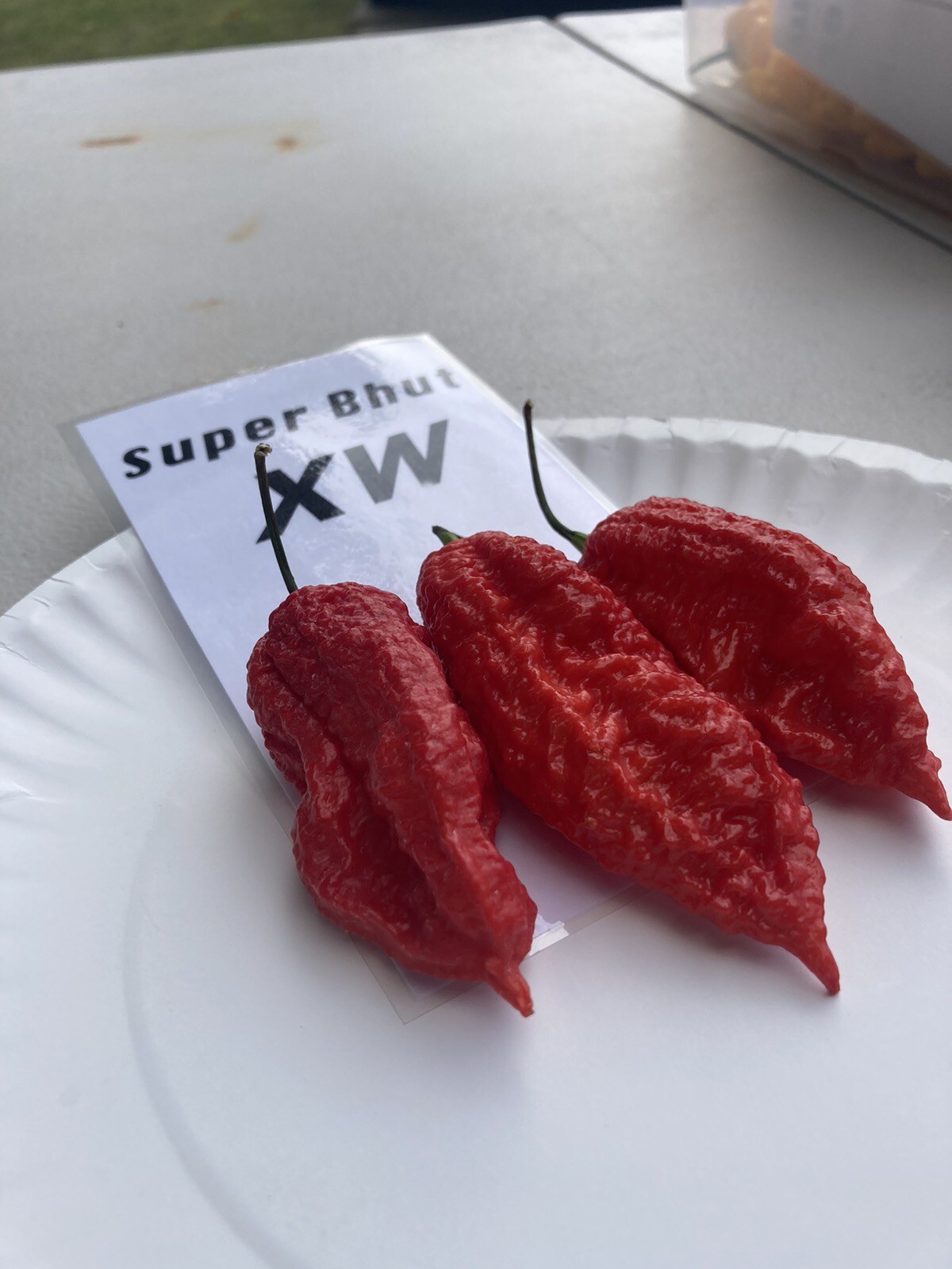 Super Bhut Jolokia XW Ghost Pepper Seeds 15+ Per Pack