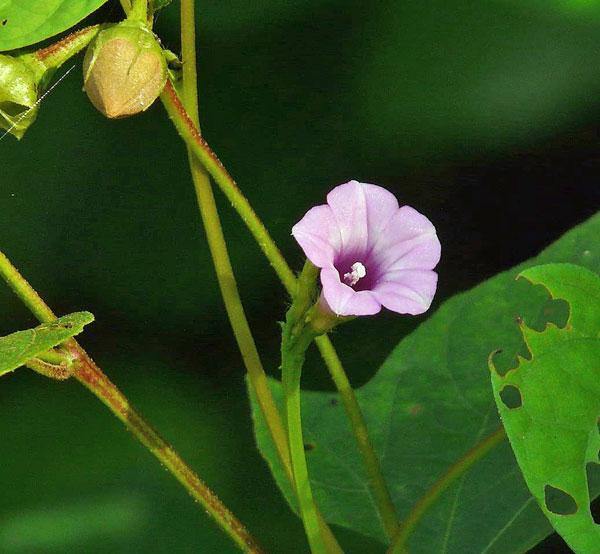 Ipomoea triloba | Little Bell or Aiea Morning Glory | 10 Seeds