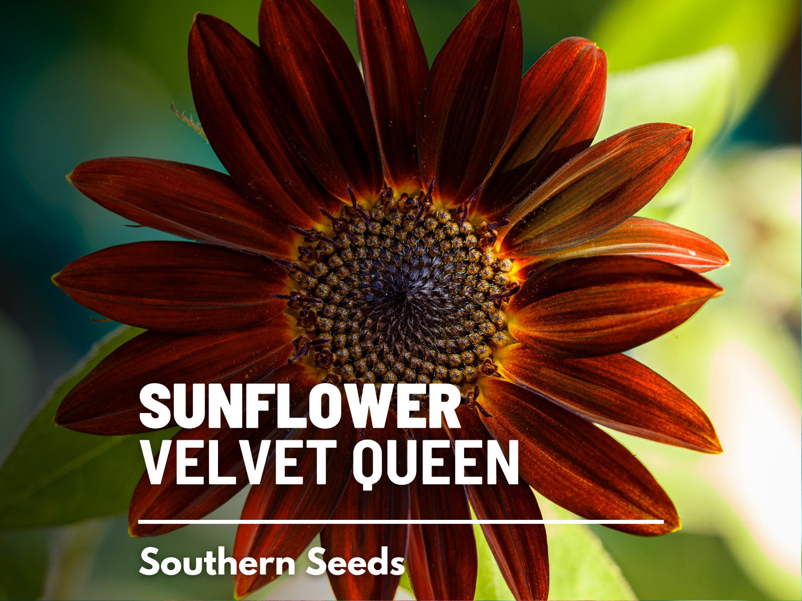 Sunflower, Velvet Queen – Heirloom Seeds – Fall Colors – Helianthus annuus