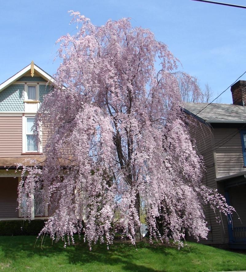Weeping Higan Cherry, Prunus subhirtella pendula, Tree Seeds