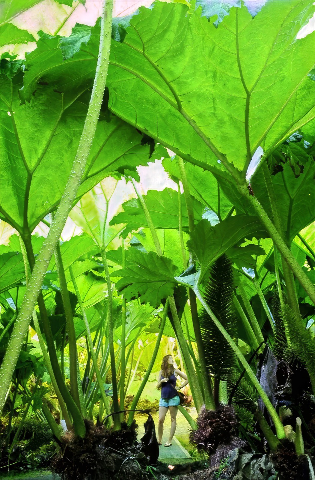 25 GUNNERA MANICATA SEEDS “Dinosaur Food” Giant Hardy Exotic Flower Plant RARE!