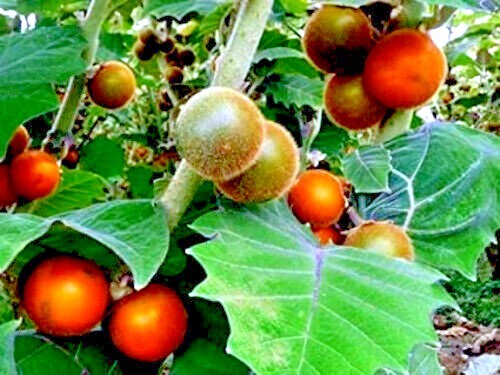 Naranjilla Orange Tree Seeds Solanum quitoense “Lulo Quito” Garden Fruit Plant