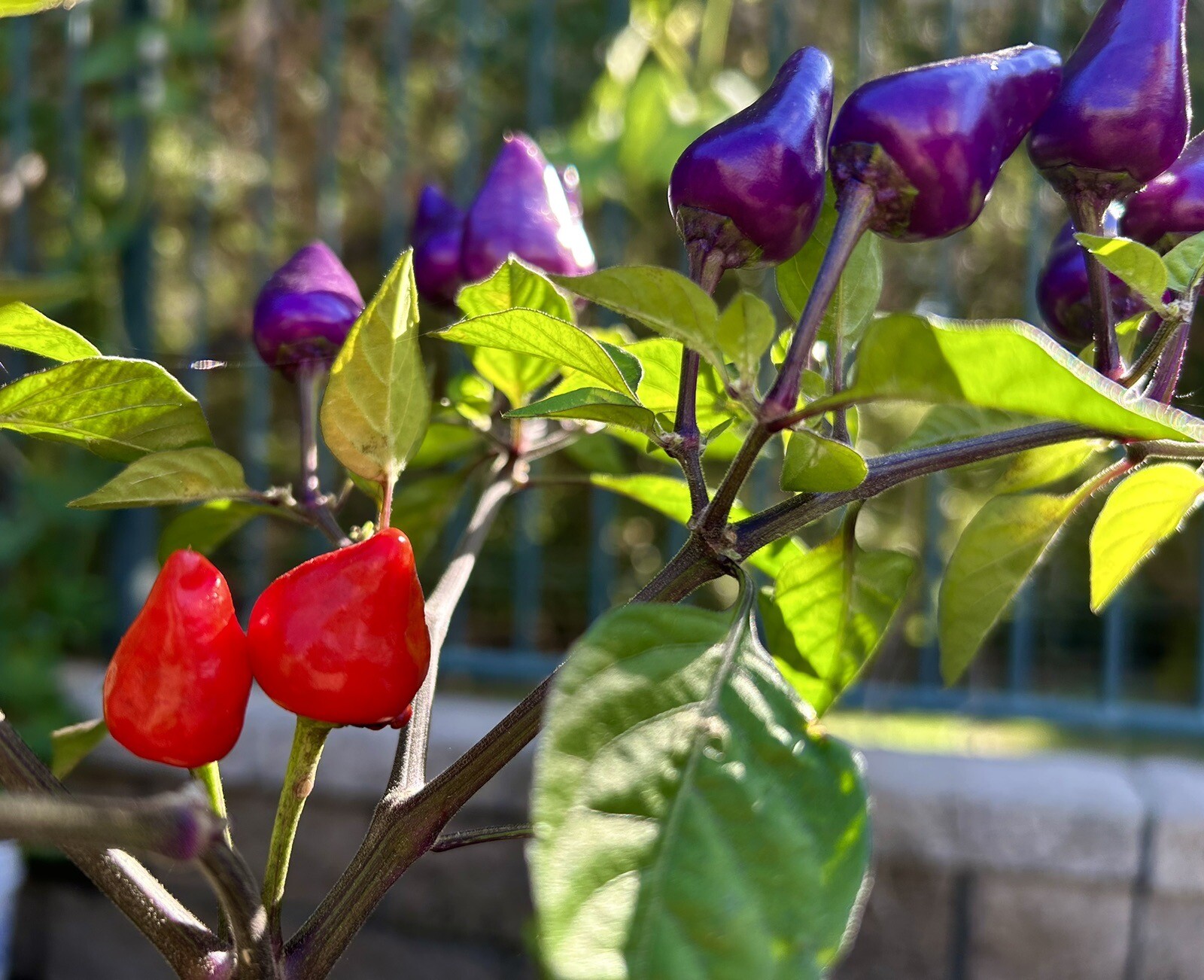 Numex Centennial Hot Chili Pepper, Colorful Chili – 30 Seeds – US