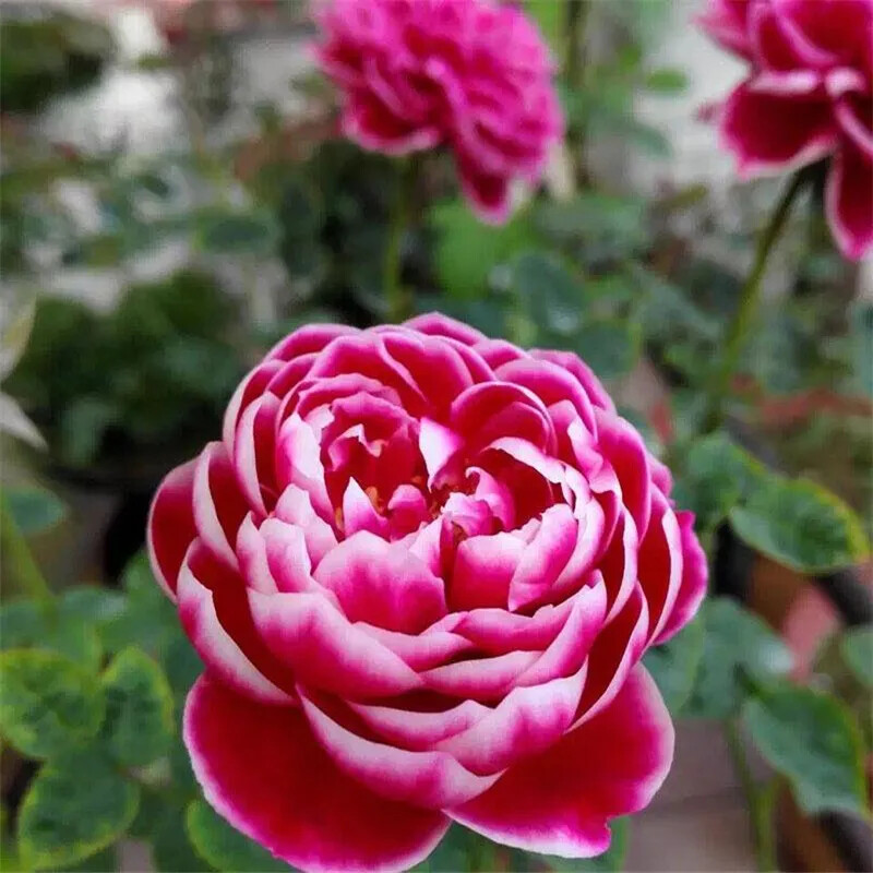 20 ROSE FLOWER SEEDS rare exotic plant garden for bud stratification/germination