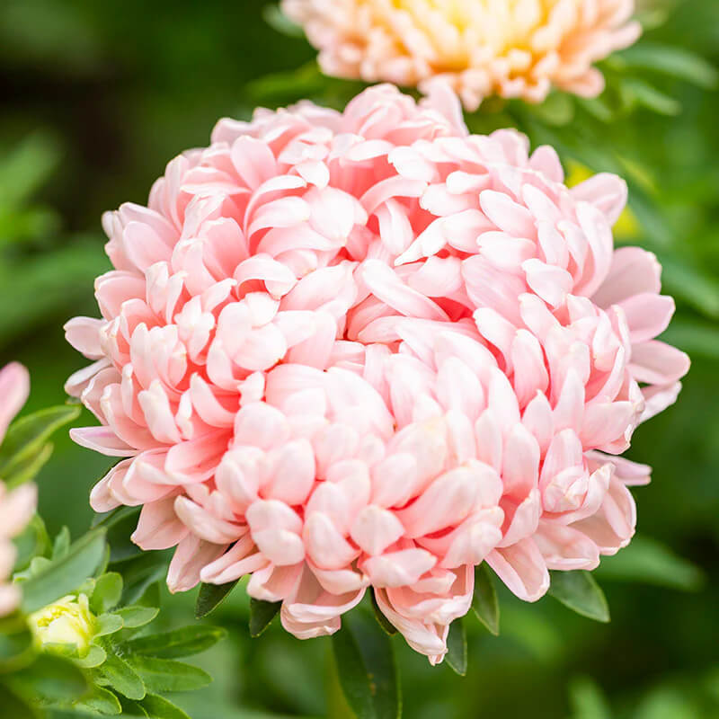 Peony / Paeony Duchess Apricot Aster Seeds | Heirloom | Free Shipping | 1233