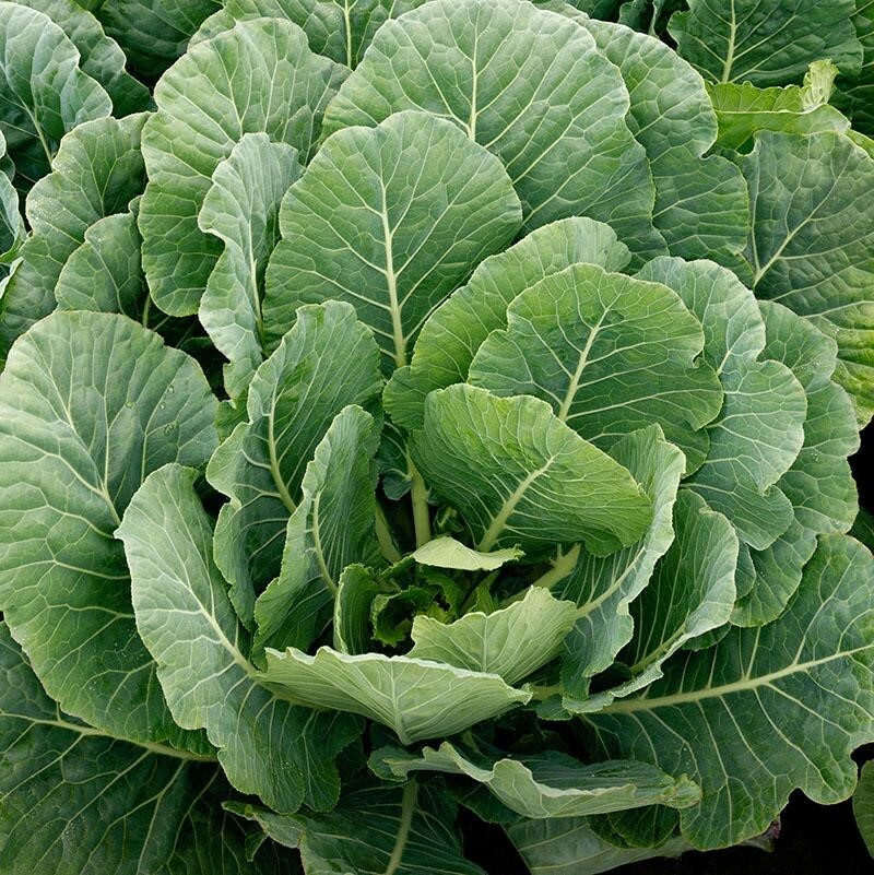 Vates Collard Greens Seeds | Southern Vegetable Collards Green Kale Seed 2024
