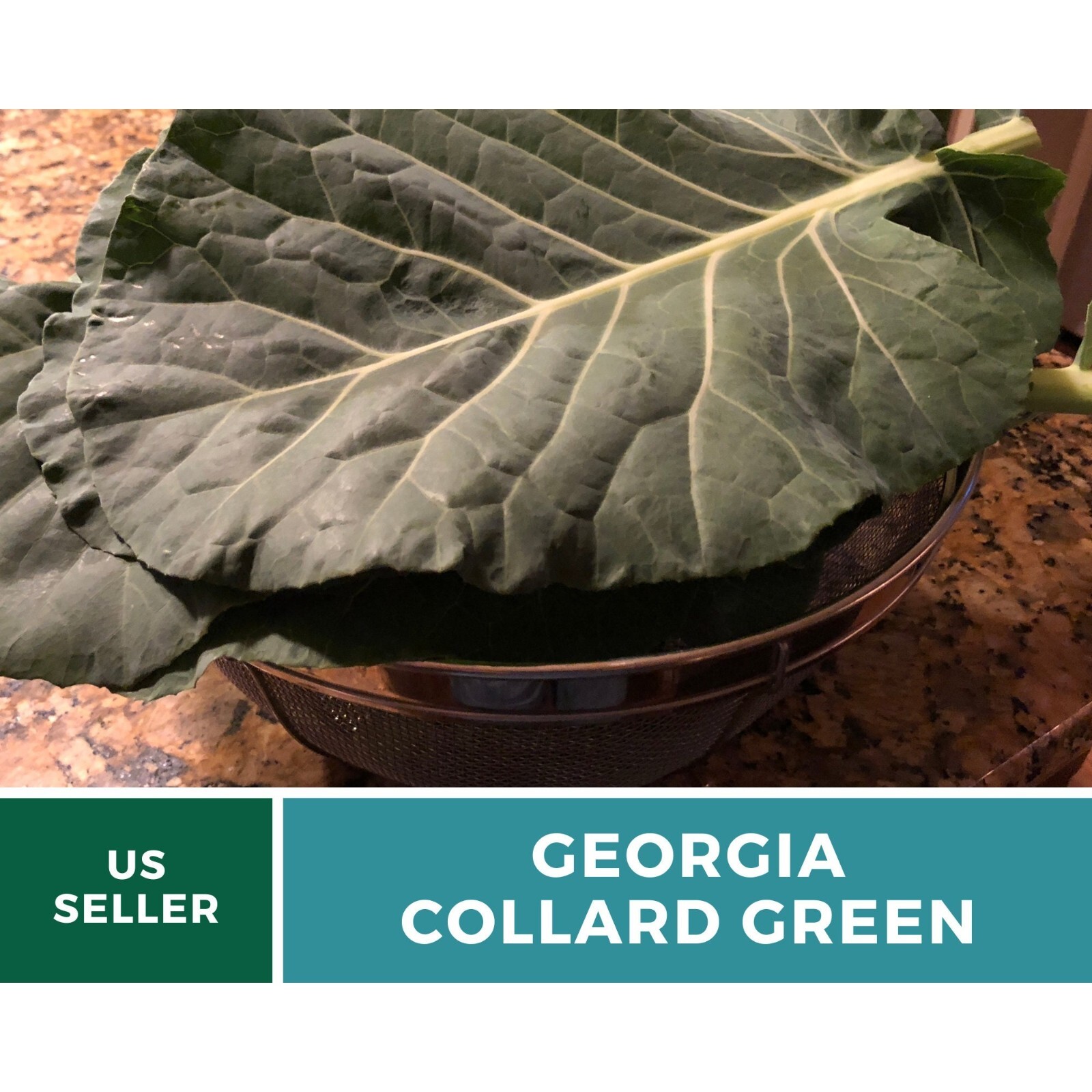 Collard Greens, Georgia – 100 Seeds – Heirloom Vegetable – Open Pollinated – Non